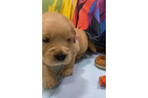 販売中の茨城県のゴールデンレトリーバー-387399の7枚目